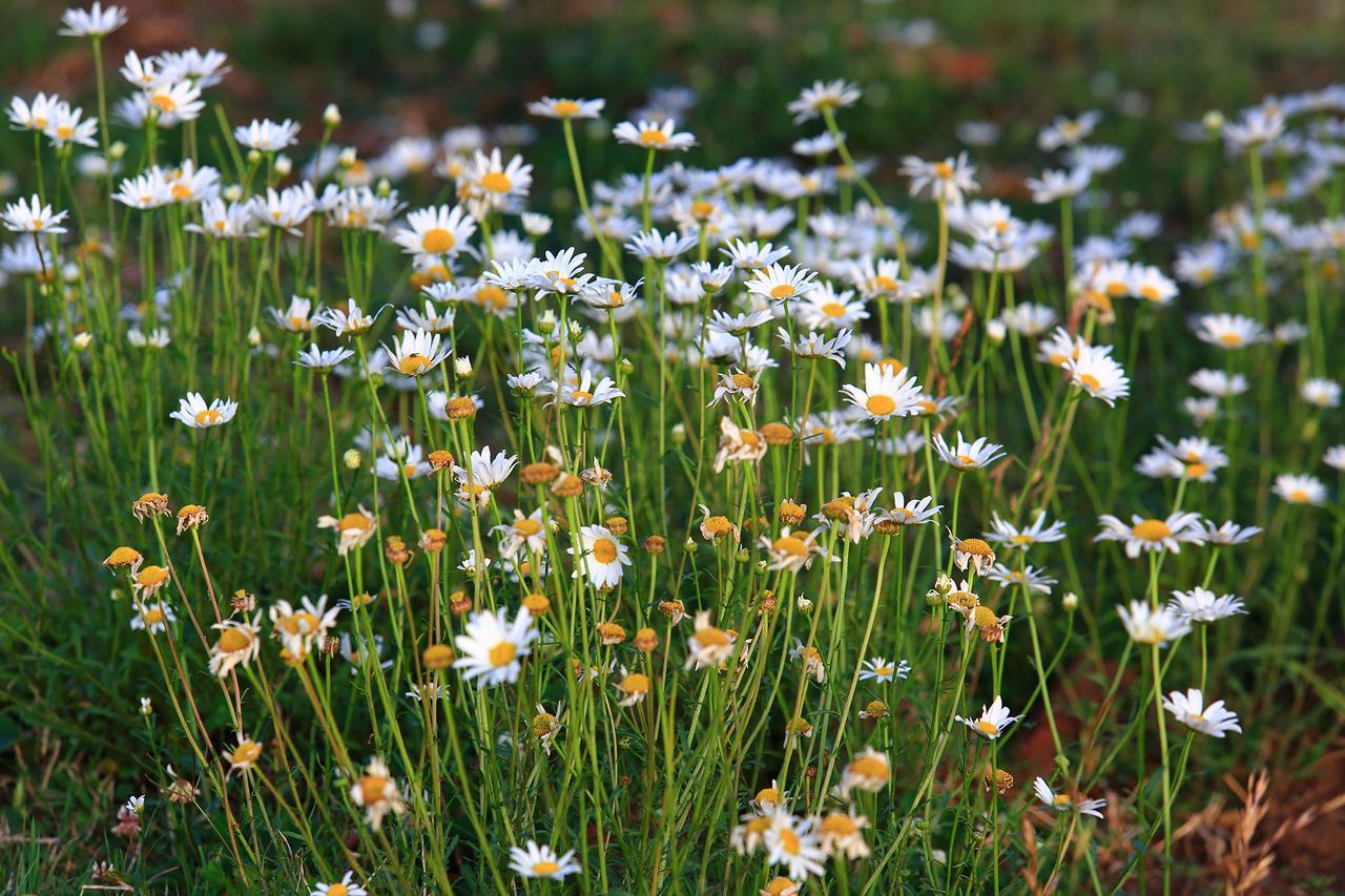 Chirping Orchard, Mukteshwar Bed and Breakfast Εξωτερικό φωτογραφία