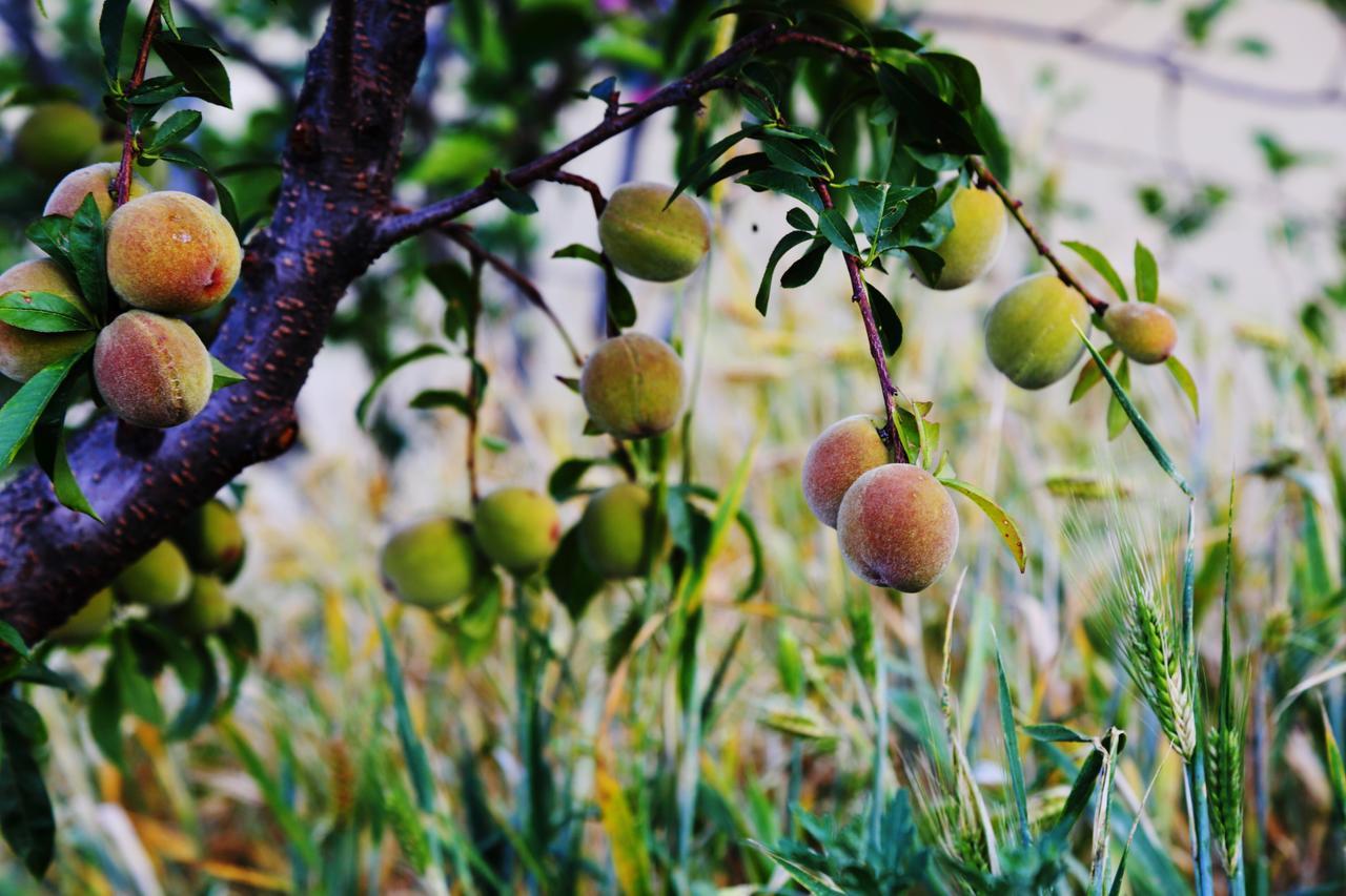 Chirping Orchard, Mukteshwar Bed and Breakfast Εξωτερικό φωτογραφία