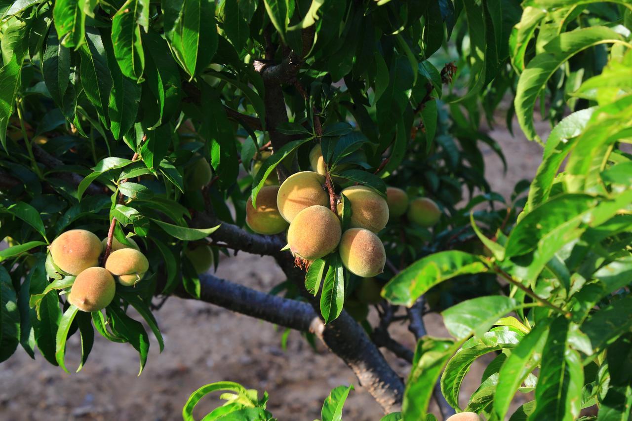 Chirping Orchard, Mukteshwar Bed and Breakfast Εξωτερικό φωτογραφία