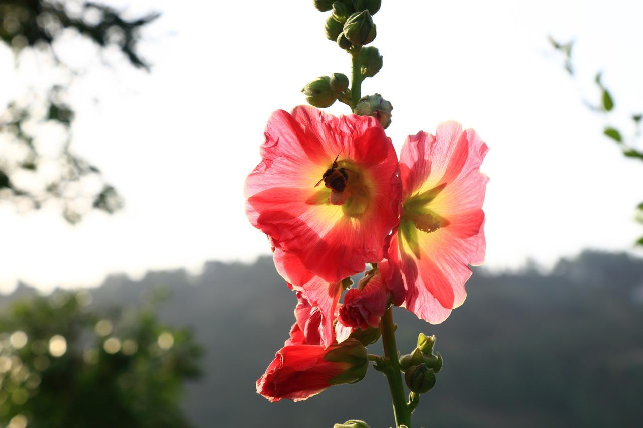 Chirping Orchard, Mukteshwar Bed and Breakfast Εξωτερικό φωτογραφία